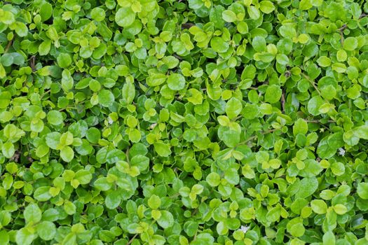 fujian tea tree bush, fujian tea shrub, garden green plant background