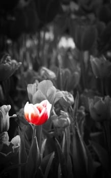 black and white style tulip flower, red tulip flower