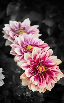 black and white dahlia flower closeup, red dahlia