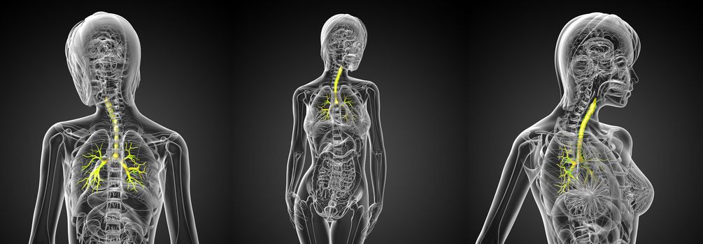 3D rendering medical illustration of the male bronchi 