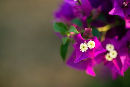 Close up colorful flower floral background, outside garden. Tropical Bali island, Indonesia.