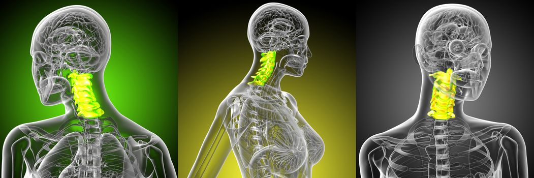 3d rendering medical illustration of the cervical spine