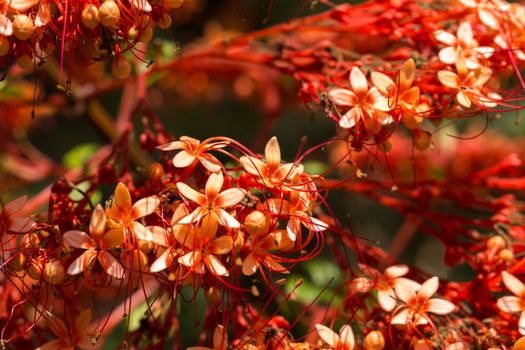 Close up colorful flower floral background, outside garden. Tropical Bali island, Indonesia.