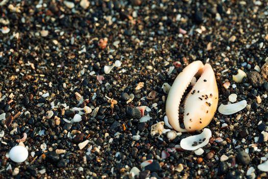 Little sea shells and stones on sand.