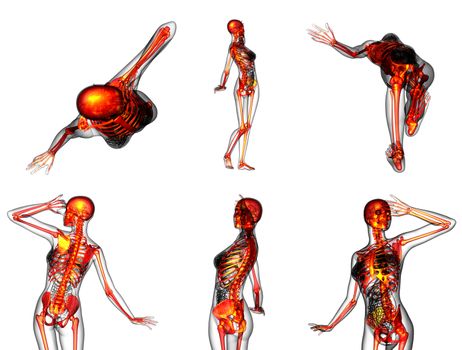 3D rendering medical illustration of the human skeleton