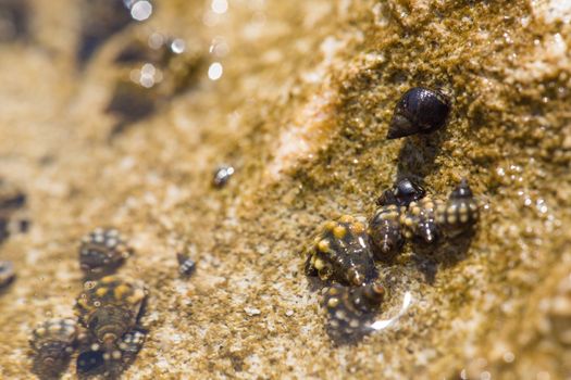 Snails on a sea of bali