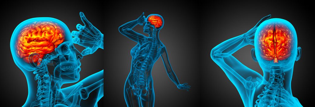 3d rendering medical illustration of the human brain