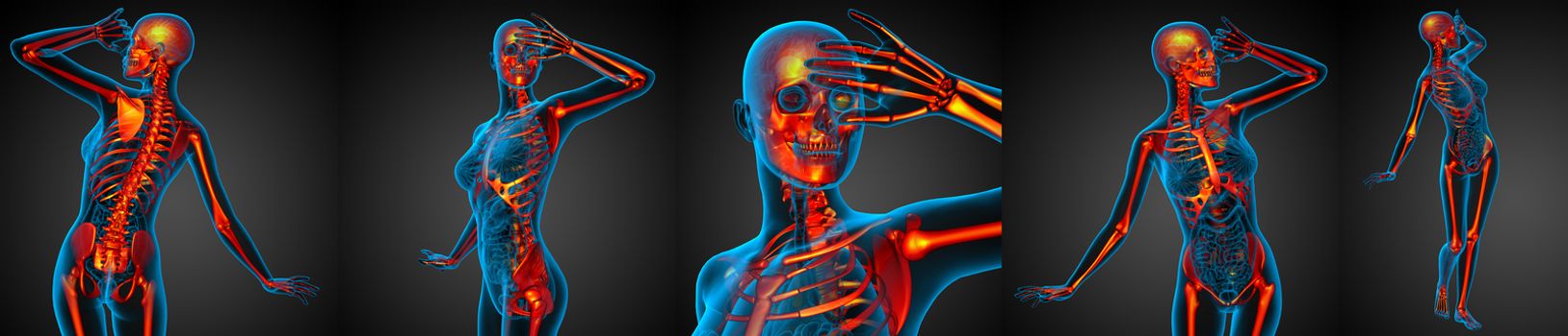 3D rendering medical illustration of the human skeleton