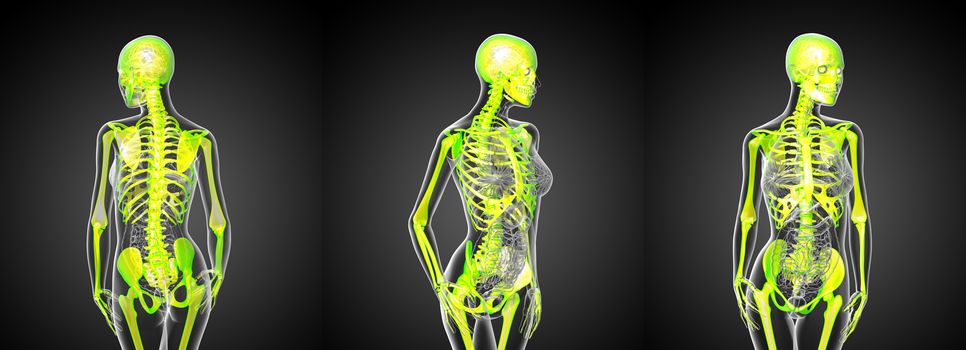 3d rendering medical illustration of the human skeleton 