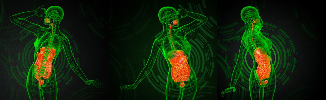 3d rendering medical illustration of the human digestive system 