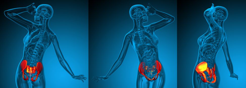 3D rendering medical illustration of the pelvis bone