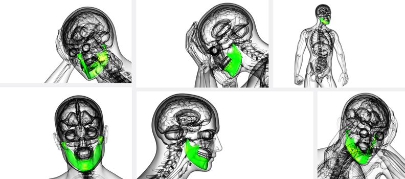 3d rendering illustration of jaw bone