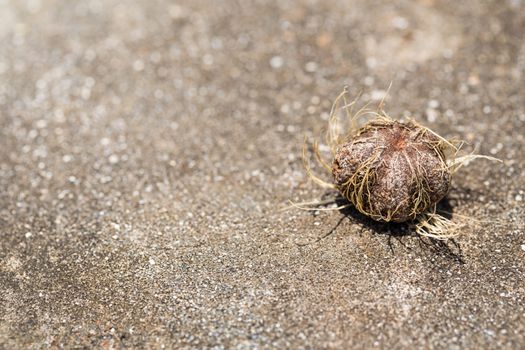 An interesting sprout on the sand in the Bali.