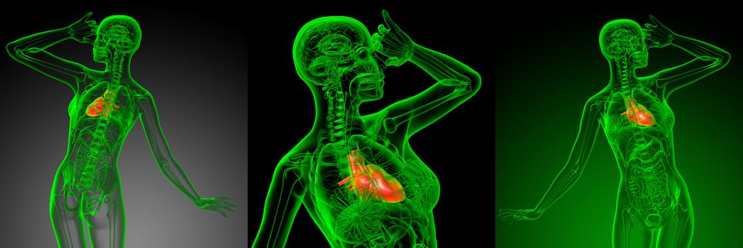 3d rendering medical illustration of the heart 