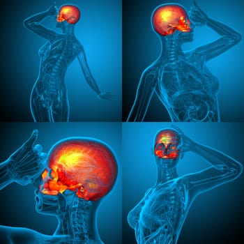 3d rendering medical illustration of the upper skull 