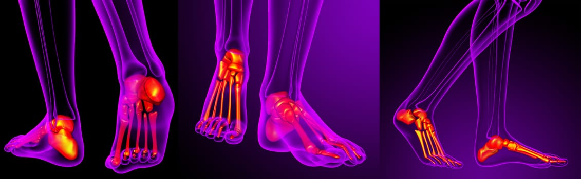 3d rendering medical illustration of the feet bone