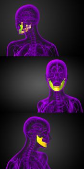 3d rendering illustration of jaw bone