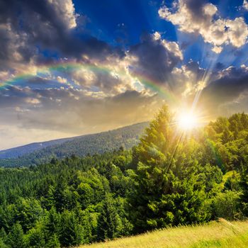 big tree in front of coniferous forest on top of a slope of mountain range at sunset with rainbow