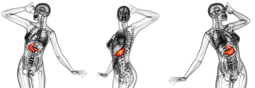 3d rendering medical illustration of the stomach 