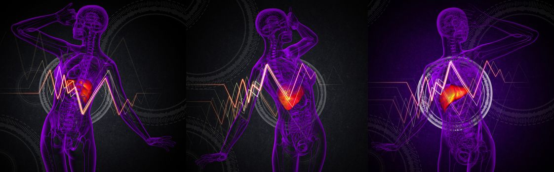 3d rendering medical illustration of the liver
