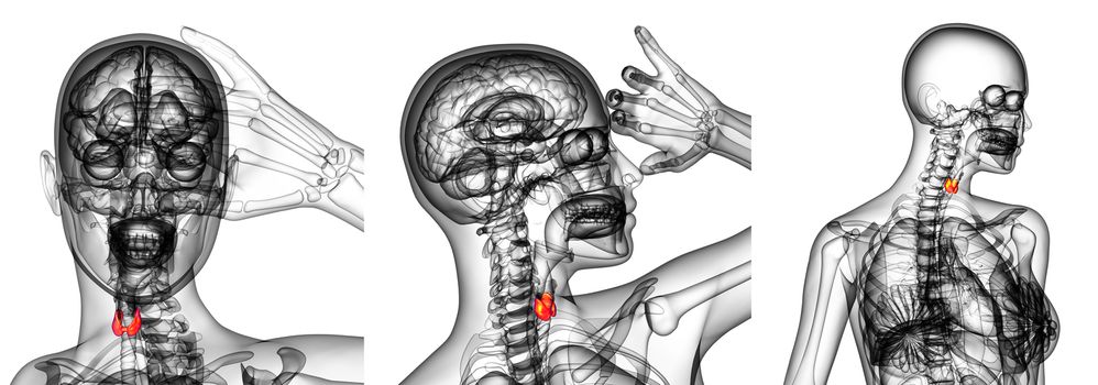 3d rendering illustration of the  thyroid gland