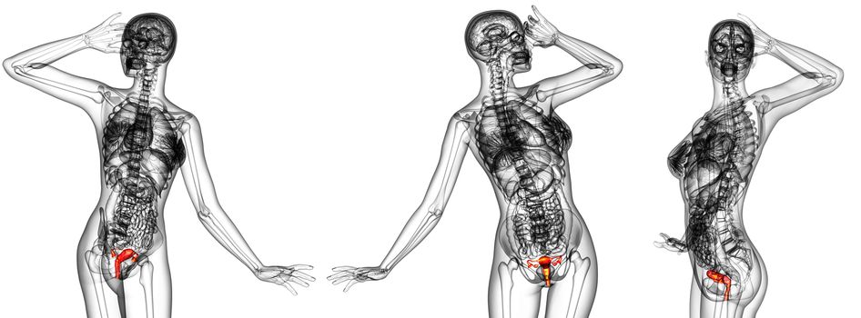 3d rendering medical illustration of the Reproductive System