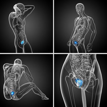 3d rendering medical illustration of the bladder