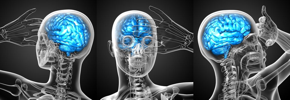 3d rendering medical illustration of the brain