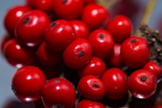 Ashberry close up on a black background