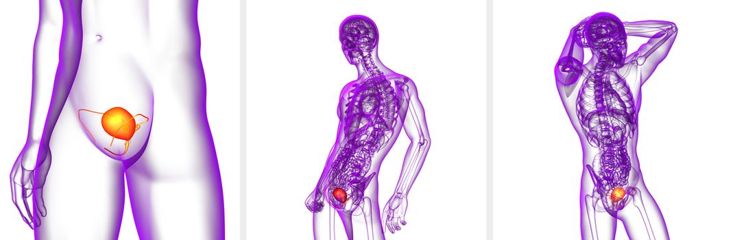 3d rendering medical illustration of the bladder