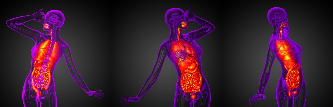 3d rendering medical illustration of the digestive system and respiratory system 