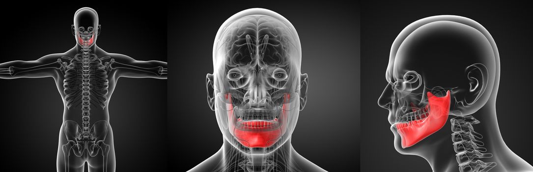 3d rendering illustration of  jaw bone