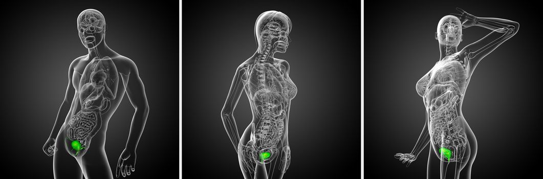 3d rendering medical illustration of the bladder