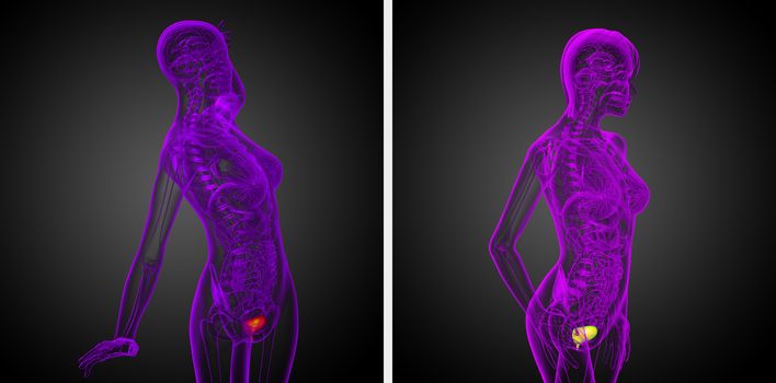 3d rendering medical illustration of the bladder