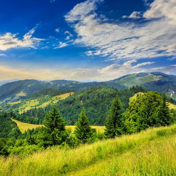 path in the grass on top of a slope of mountain range with coniferous forest