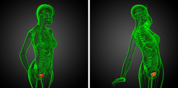 3d rendering medical illustration of the bladder