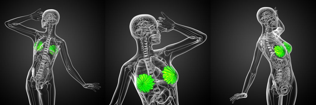 3d rendering medical illustration of the human breast 