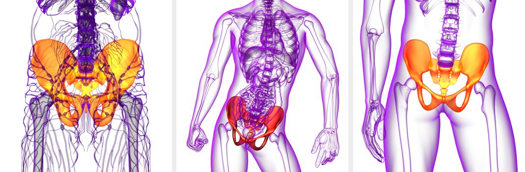 3D rendering medical illustration of the pelvis bone