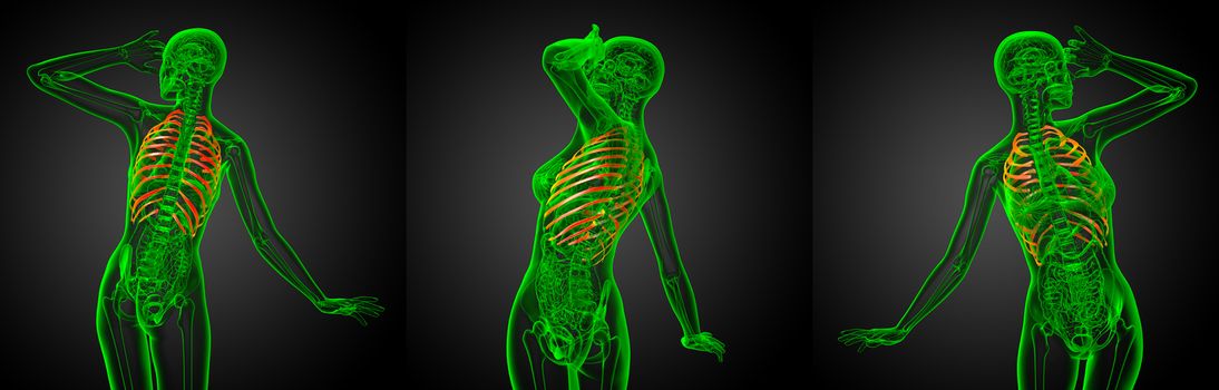 3d rendering illustration of the rib cage 