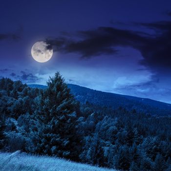 big tree in front of coniferous forest on top of a slope of mountain range at night in moon light