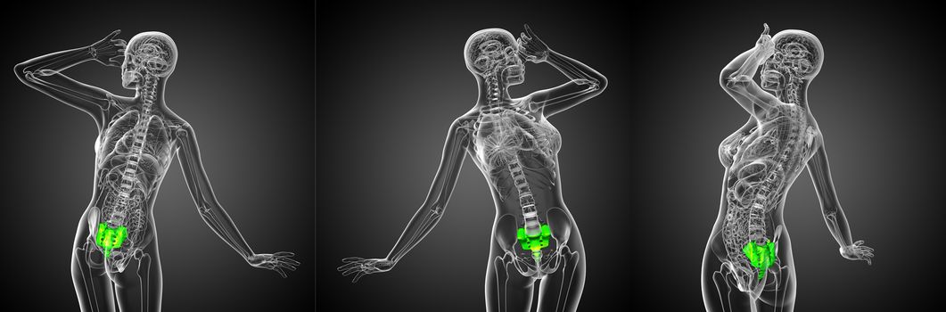 3d rendering medical illustration of the sacrum bone