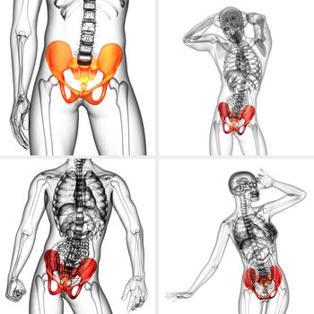 3D rendering medical illustration of the pelvis bone