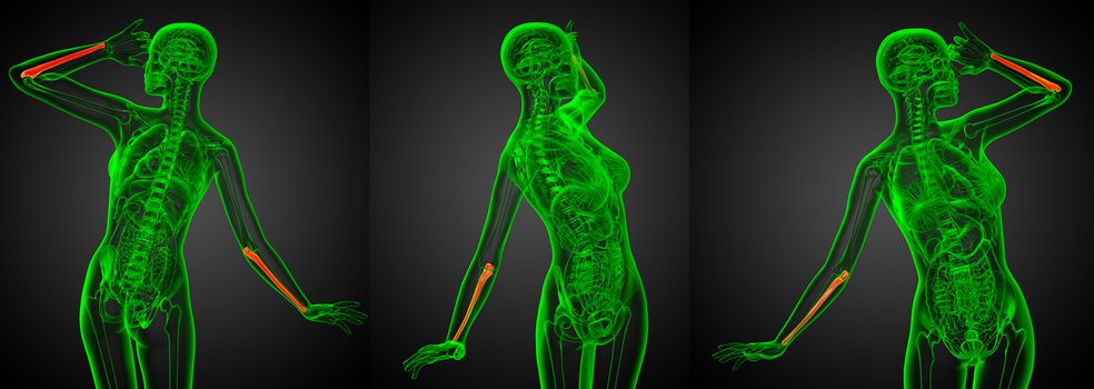 3d rendering medical illustration of the ulna bone