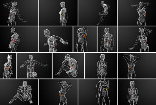 3d rendering medical illustration of the spleen