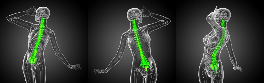 3d rendering medical illustration of the human spine 