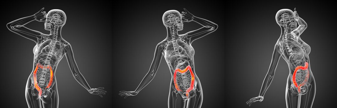 3d rendering medical illustration of the large intestine