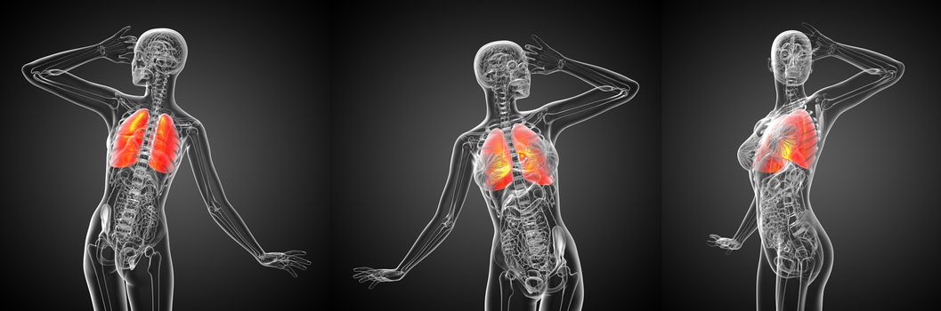 3d rendering medical illustration of the human lung 