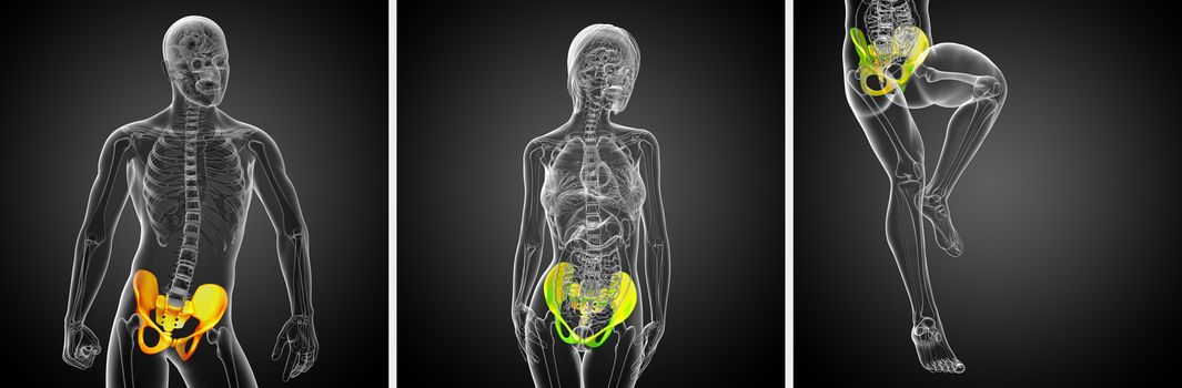3D rendering medical illustration of the pelvis bone