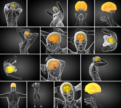 3d rendering medical illustration of the brain