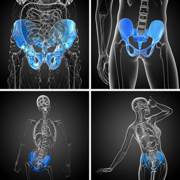 3D rendering medical illustration of the pelvis bone